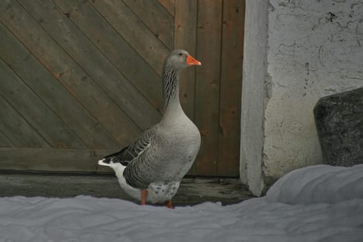 Greylag goose from the side