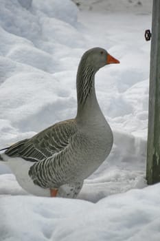 Greylag goose from the side
