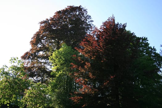 beautiful discoloured deciduous trees in spring