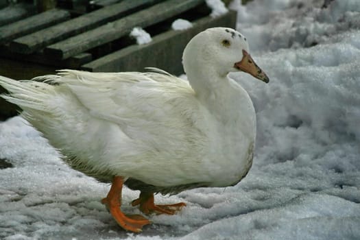 Domestic duck in the snow,side view