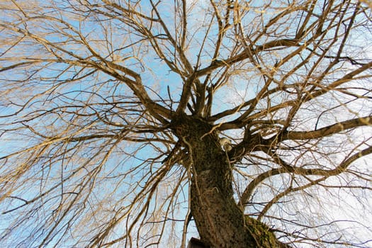 Treetop of a willow with a beautiful sky