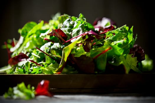 mixed lettuce,lettuce,lollo rosso,radiccio rosso,rocket