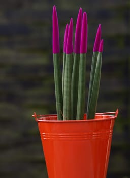 Sansevieria - Velvet Touch