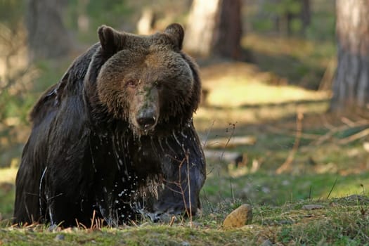 The grizzly (Ursus arctos horribilis)