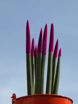 Sansevieria - Velvet Touch