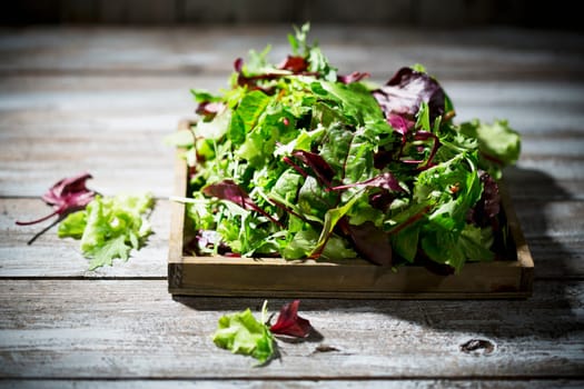 mixed lettuce,lettuce,lollo rosso,radiccio rosso,rocket