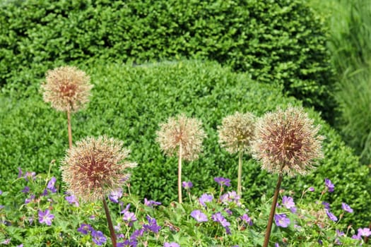 Allium with boxwood,box tree