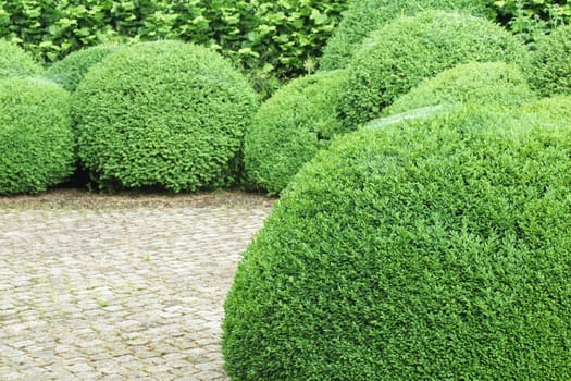 Box trees