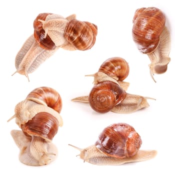 Graipevine snails