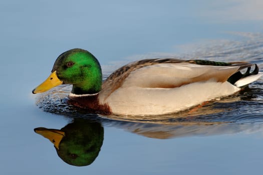 Male mallard swimming on a pond