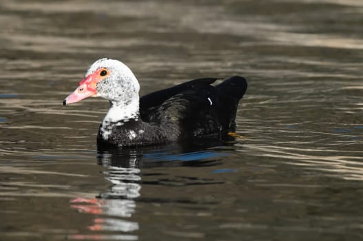 Muscovy Duck (Cairina moschata) on a Dark Black Water