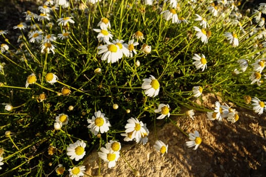 Some Fresh Yellow and White Camomilla Daisy Flowers