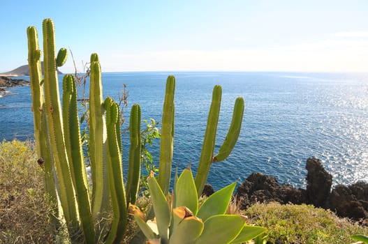 Succulent Green Plants near the Atlantic Ocean