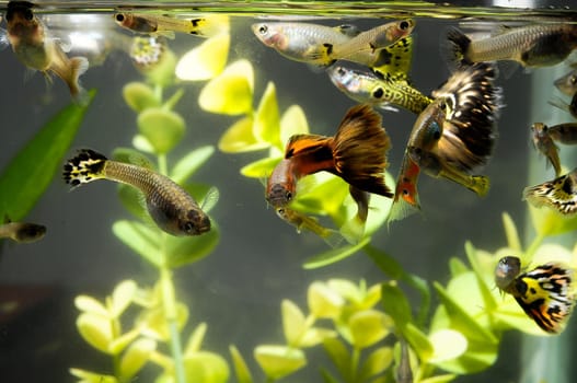 Guppy Multi Colored Fish in a Tropical Acquarium