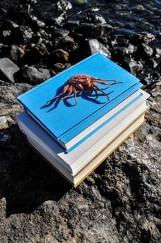 Orange Crab and Blue Books on the Volcanic Rocks