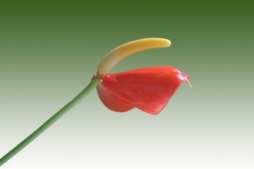 The close-up of an isolated flamingo flower.