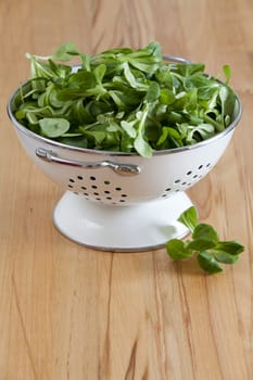 Rapunzelsalat in a white enamel silk