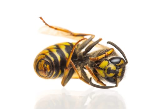 Macro of a dead wasp (Vespula vulgaris), isolated on white