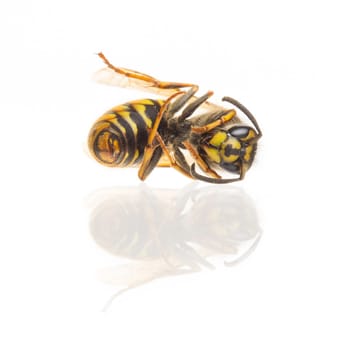 Macro of a dead wasp (Vespula vulgaris), isolated on white