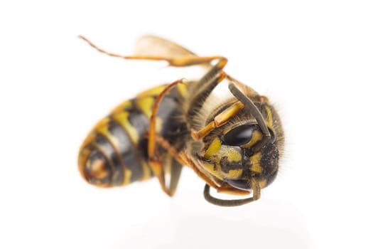 Macro of a dead wasp (Vespula vulgaris), isolated on white, selective focus on head
