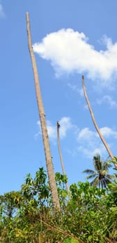 Palm mortality due to pest infestation