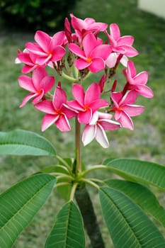 Closeup of gorgeous tropical Plumeria flowers plant or Frangipani growing outdoors in Florida in the day. These flowers are commonly used in making leis, otherwise known as floral garlands.