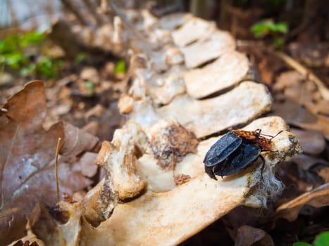 two mating carrion beetles (Oiceoptoma thoracicum) on a bone on the forest floor