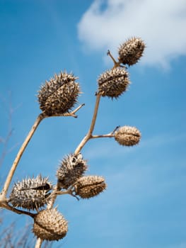 dried branch with several common apples (Datura stramonium) against a blue sky with a white cloud