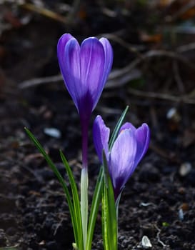 Crocuses