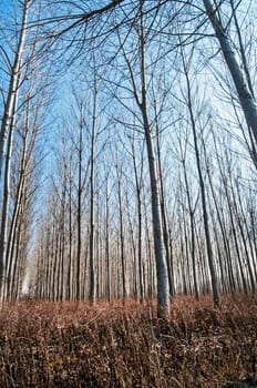 Forest of poplar plantations in sunny winter day