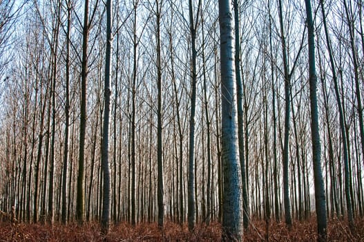 Forest of poplar plantations in sunny winter day