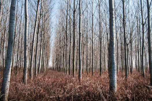 Forest of poplar plantations in sunny winter day