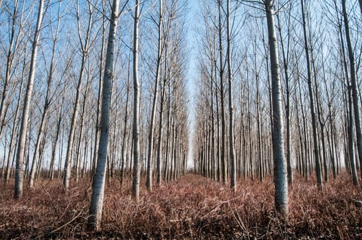 Forest of poplar plantations in sunny winter day