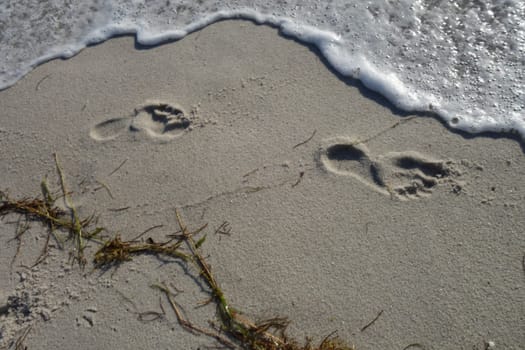 Human footprints in he sand on the beach on a sunny morning