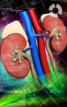 Digital illustration of kidney in colour background