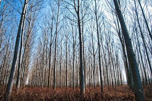 Forest of poplar plantations in sunny winter day
