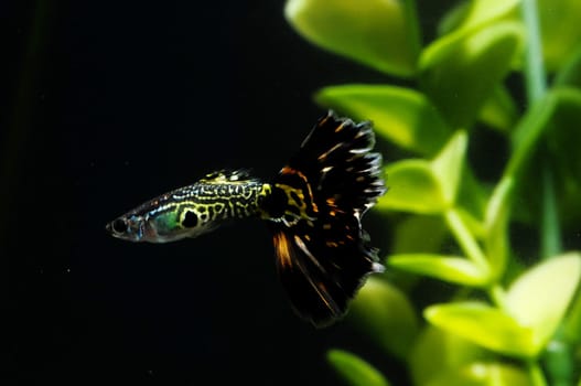 Guppy Multi Colored Fish in a Tropical Acquarium