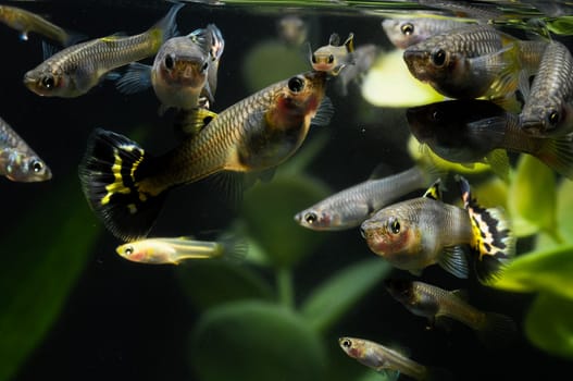 Guppy Multi Colored Fish in a Tropical Acquarium