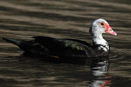 Muscovy Duck (Cairina moschata) on a Dark Black Water