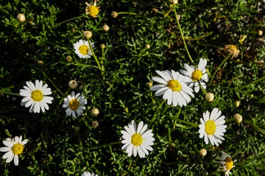 Some Fresh Yellow and White Camomilla Daisy Flowers