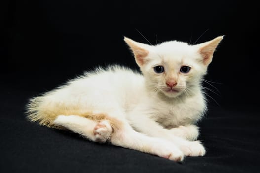 White Young Baby Cat on a Black Background