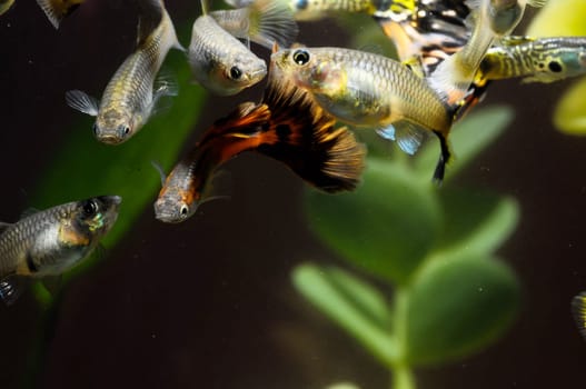 Guppy Multi Colored Fish in a Tropical Acquarium