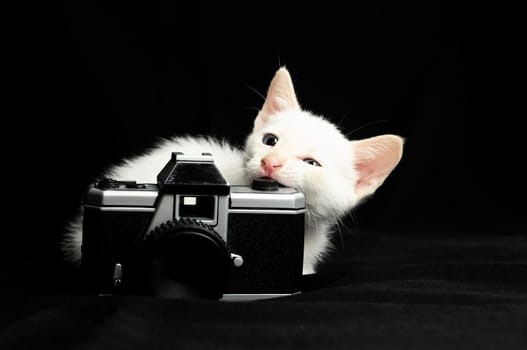 White Young Baby Cat on a Black Background