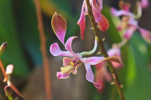 close up beautiful Orchid blossom in garden
