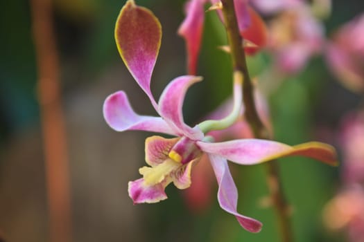close up beautiful Orchid blossom in garden