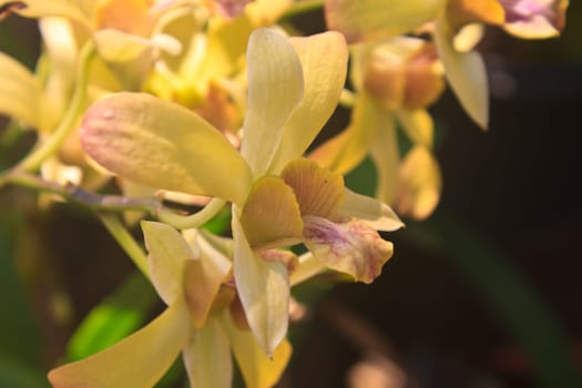 close up beautiful Orchid blossom in garden