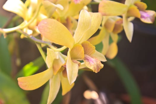close up beautiful Orchid blossom in garden