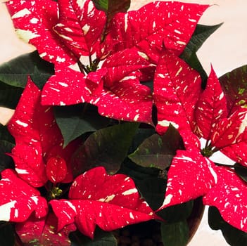 White speckled red Poinsettia or Euphorbia pulcherrima flowers, often used as decoration with christmas