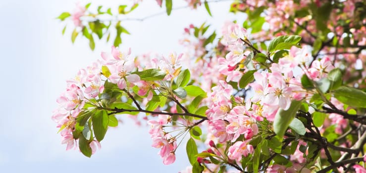 Pano apple blossom with blue sky background in spring