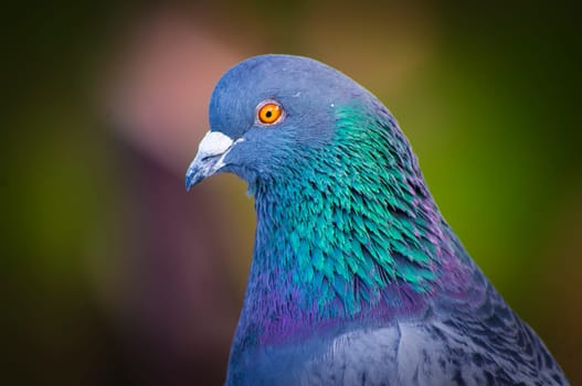 Profile photo about a carrier pigeon.